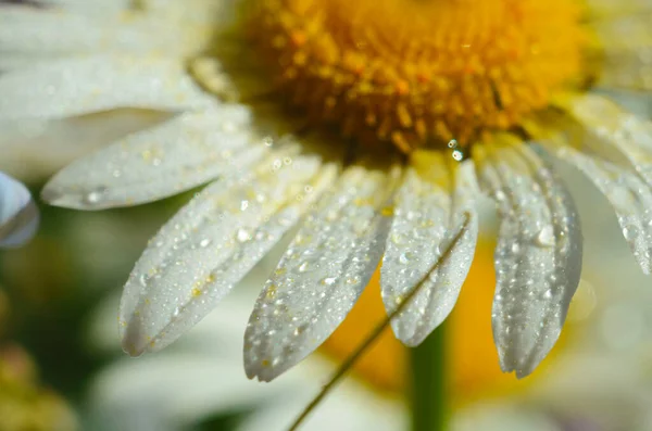 Flor de manzanilla o manzanilla con gotas de agua sobre los pétalos blancos después de la lluvia sobre el fondo verde. Primer plano. Macro. — Foto de Stock