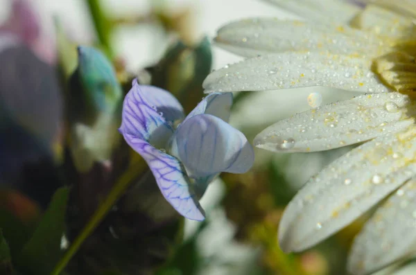 Chamomile or camomile flower with drops of water on the white petals after rain on the green background . Close-up. Macro. — Stock Photo, Image