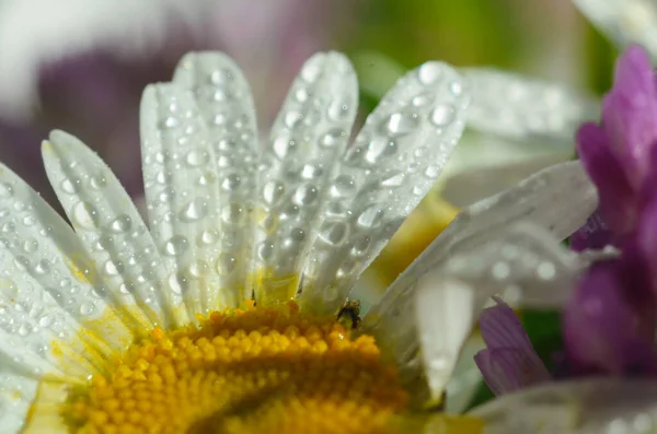 Flor de manzanilla o manzanilla con gotas de agua sobre los pétalos blancos después de la lluvia sobre el fondo verde. Primer plano. Macro. — Foto de Stock