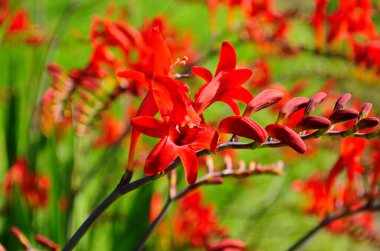 Çiçek tarhında kırmızı timsah çiçekleri güneşli bir günde bir bahçede