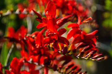 Çiçek tarhında kırmızı timsah çiçekleri güneşli bir günde bir bahçede