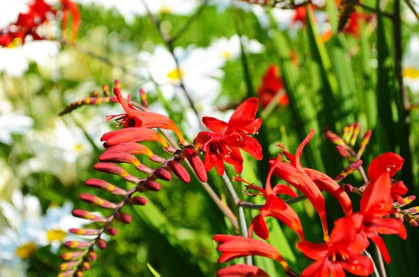 Virág Ágy Piros Crocosmia Virágok Kertben Napsütéses Napon — Stock Fotó