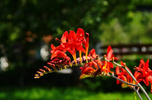 Blomma Säng Med Röda Crocosmia Blommor Trädgård Solig Dag — Stockfoto