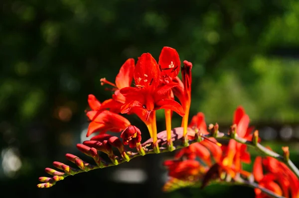 Çiçek Tarhında Kırmızı Timsah Çiçekleri Güneşli Bir Günde Bir Bahçede — Stok fotoğraf