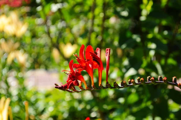 Blumenbeet Mit Roten Krokosmienblüten Einem Garten Sonnigen Tagen — Stockfoto