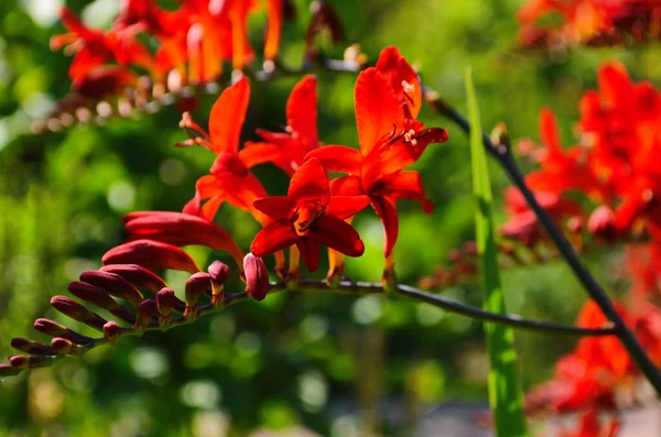 Blomma Säng Med Röda Crocosmia Blommor Trädgård Solig Dag — Stockfoto