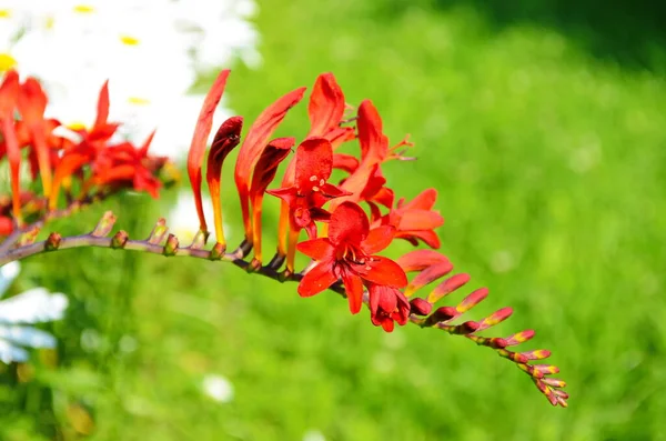 晴れた日に庭に赤いクロソミアの花を持つ花壇 — ストック写真