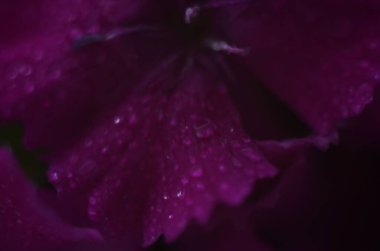 Çiçekli dianthus 'un arka planı, pembe, mor, kırmızı, parlak güzel