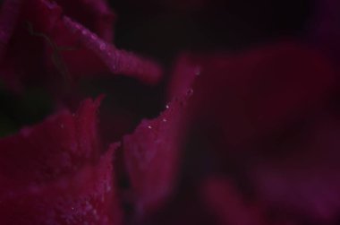 Çiçekli dianthus 'un arka planı, pembe, mor, kırmızı, parlak güzel