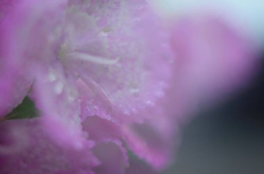 Çiçekli dianthus 'un arka planı, pembe, mor, kırmızı, parlak güzel