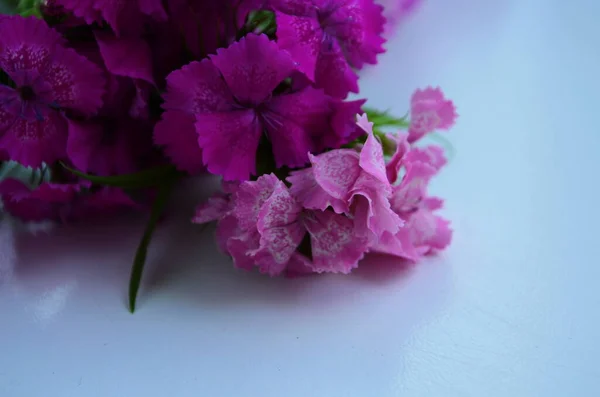 Tło Kwitnące Dianthus Różowy Fioletowy Czerwony Jasny Piękny — Zdjęcie stockowe