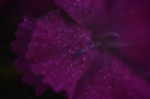 Background Flowering Dianthus Pink Purple Red Bright Beautiful — Stock Photo, Image