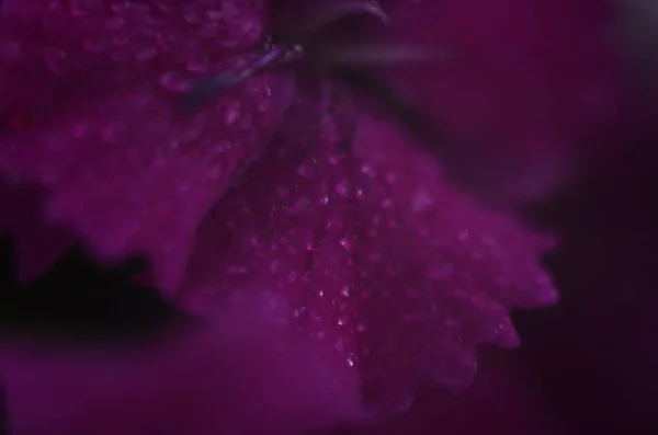 Fundo Dianthus Floração Rosa Roxo Vermelho Brilhante Bonito — Fotografia de Stock