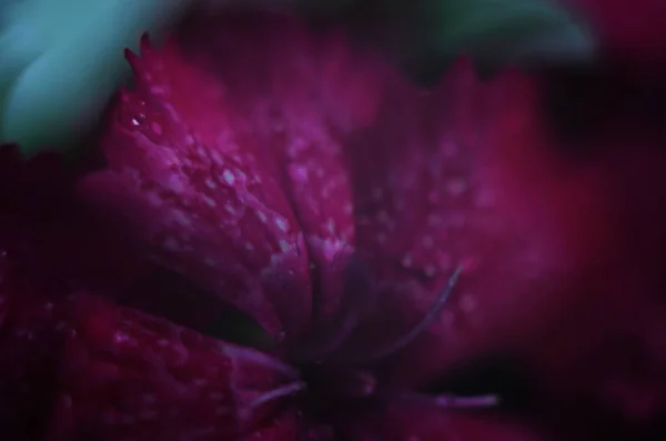 Fundo Dianthus Floração Rosa Roxo Vermelho Brilhante Bonito — Fotografia de Stock