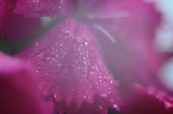 Fundo Dianthus Floração Rosa Roxo Vermelho Brilhante Bonito — Fotografia de Stock