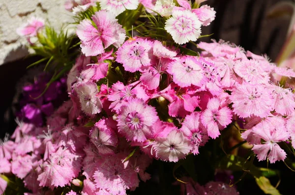 Çiçekli Dianthus Arka Planı Pembe Mor Kırmızı Parlak Güzel — Stok fotoğraf