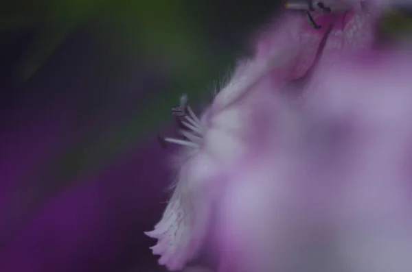 Fundo Dianthus Floração Rosa Roxo Vermelho Brilhante Bonito — Fotografia de Stock