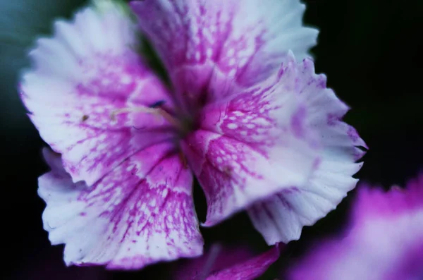 Hintergrund Der Blühenden Dianthus Rosa Lila Rot Hell Schön — Stockfoto