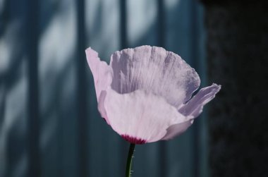 Kapalı haşhaş kafalı pembe haşhaş tozu. Seçici odak.