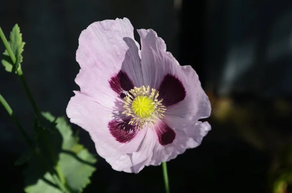 閉じたケシの頭を持つピンクのケシの開花の芽 選択的焦点 — ストック写真