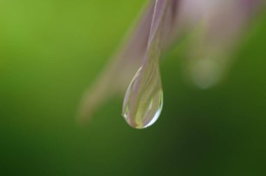 Macro Fotoğraf Doğa Çan Çiçeği. Bitkilerin ve otların arka planında çiçek açan çan çiçekleri. Yağmur damlalı çan çiçeği