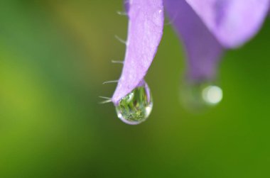 Macro Fotoğraf Doğa Çan Çiçeği. Bitkilerin ve otların arka planında çiçek açan çan çiçekleri. Yağmur damlalı çan çiçeği