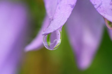 Macro Fotoğraf Doğa Çan Çiçeği. Bitkilerin ve otların arka planında çiçek açan çan çiçekleri. Yağmur damlalı çan çiçeği