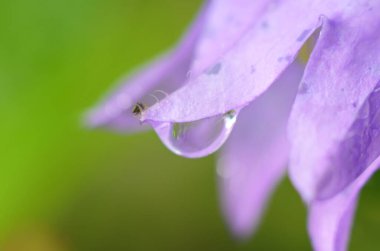 Macro Fotoğraf Doğa Çan Çiçeği. Bitkilerin ve otların arka planında çiçek açan çan çiçekleri. Yağmur damlalı çan çiçeği