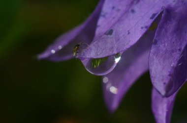 Macro Fotoğraf Doğa Çan Çiçeği. Bitkilerin ve otların arka planında çiçek açan çan çiçekleri. Yağmur damlalı çan çiçeği