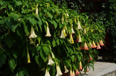 Thorn Apple, Jimson Weed bahçede çiçek açan bir hoparlöre benziyor.