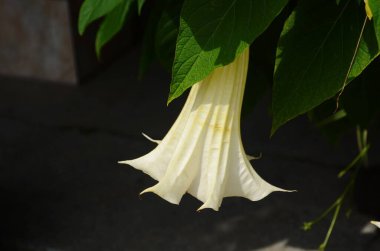 Thorn Apple, Jimson Weed bahçede çiçek açan bir hoparlöre benziyor.