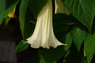 Thorn Apple, Jimson Weed bahçede çiçek açan bir hoparlöre benziyor.