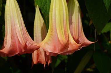 Thorn Apple, Jimson Weed bahçede çiçek açan bir hoparlöre benziyor.