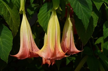 Thorn Apple, Jimson Weed bahçede çiçek açan bir hoparlöre benziyor.