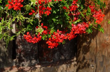 çiçek açan sardunya varyasyon renkleri kapat