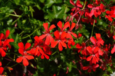 çiçek açan sardunya varyasyon renkleri kapat
