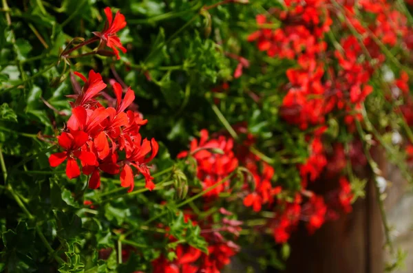 Blommande Geranium Varios Färger Närbild — Stockfoto