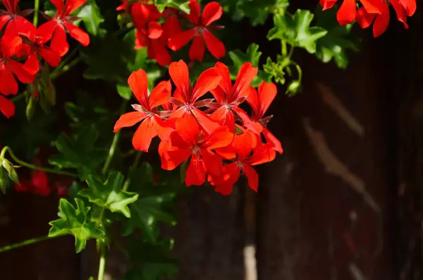 ゲルマニウムバリオスの花を咲かせます — ストック写真