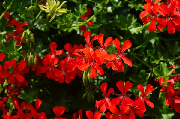 Bloeiende Geranium Varios Kleuren Close — Stockfoto