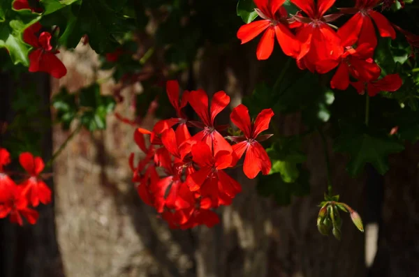 ゲルマニウムバリオスの花を咲かせます — ストック写真