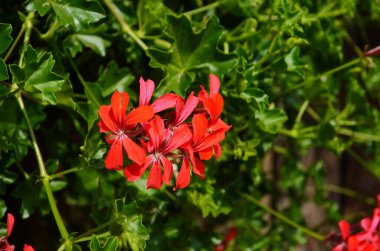 çiçek açan sardunya varyasyon renkleri kapat