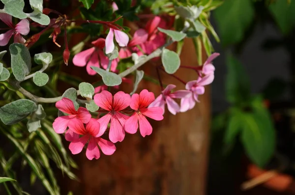 Kvetoucí Geranium Varios Barvy Zblízka — Stock fotografie