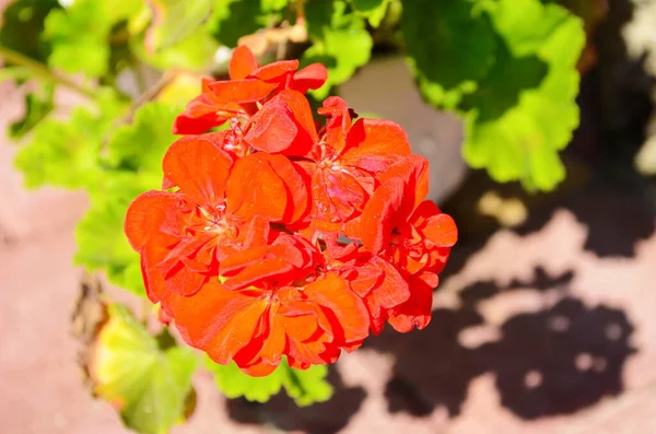 Blommande Geranium Varios Färger Närbild — Stockfoto