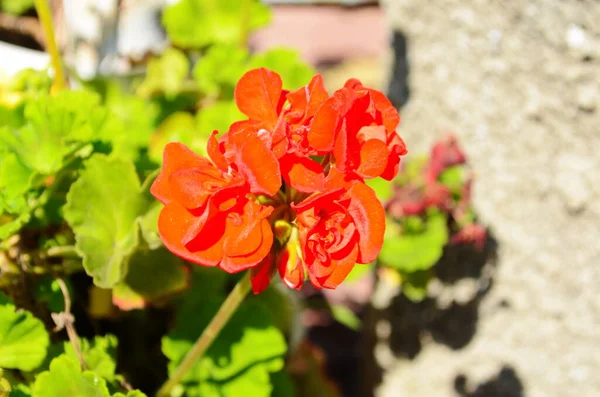 Blommande Geranium Varios Färger Närbild — Stockfoto