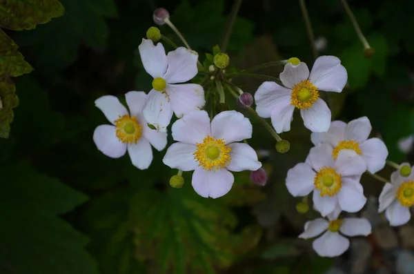 Anemone Cinese Anemone Giapponese Thimbleweed Girasole Luce Naturale Attenzione Selettiva — Foto Stock