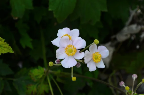 Chinese Anemone Japanese Anemone Thimbleweed Windflower Natural Light Selective Focus — Stock Photo, Image