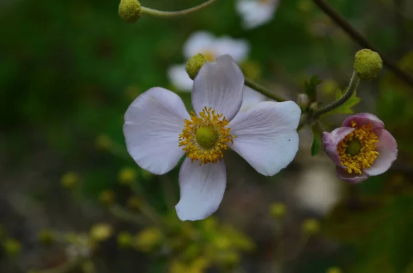 Çin Şakayığı Japon Şakayığı Yüksük Otu Yel Çiçeği Doğal Işık — Stok fotoğraf