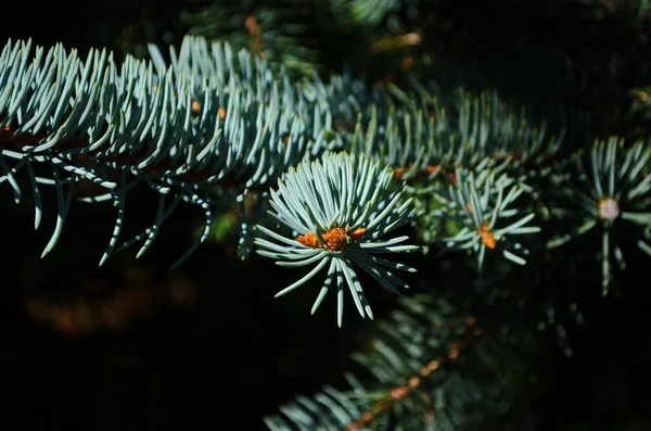 Fir Grenar Blå Gran Solig Dag Närbild — Stockfoto