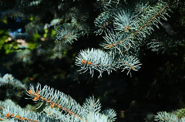 Fir Branches Blue Spruce Sunny Day Close — Stock Photo, Image