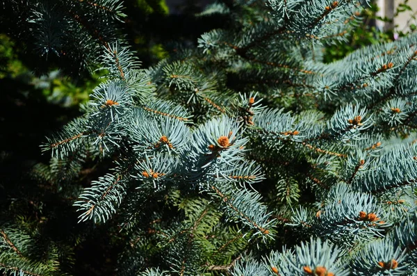 Fir Branches Blue Spruce Sunny Day Close — Stock Photo, Image